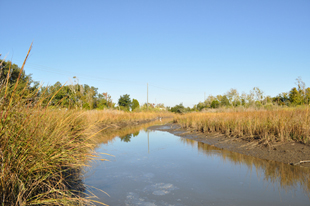 Bayou grasses in the sun