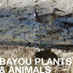 Bayou plants and animals