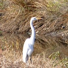 Egret standing in reeds