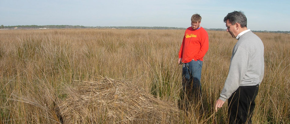 David Perks and staff looking at grasses in the bayou